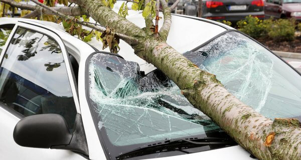 Как получить компенсацию за ремонт машины, на которую упало дерево